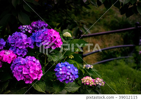 Hydrangea and drops Hydrangea and drops 39012115