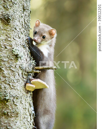 Martes foina -Stone  marten climbing up on tree 39012201