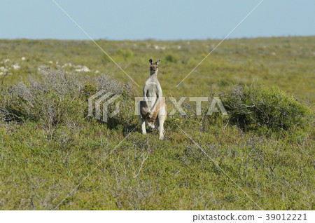 Red Kangaroo, Macropus rufus 39012221
