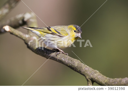 Eurasian siskin (Spinus spinus) 39012398