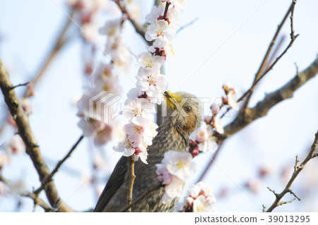 梅花鳥圖 王向阳梅花双鸟图—花鸟画作品_99字画网上商城