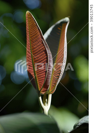 紅色的年輕葉子 紅色的年輕葉子 39013745