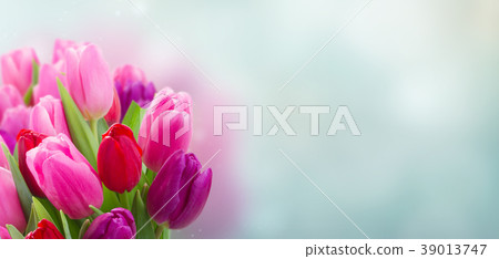 bouquet of  pink and purple  tulip flowers 39013747