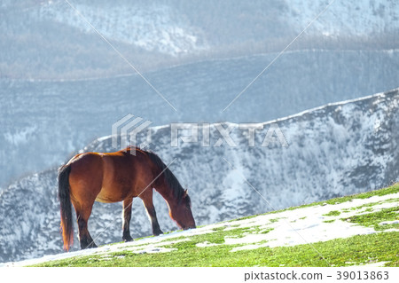Wild horses in the Italian mountains in Umbria Wild horses in the Italian mountains in Umbria 39013863