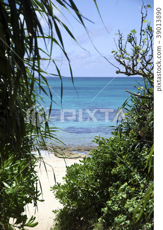 Sea of coral reef and white sandy beach seen from the gap between plants Sea of coral reef and white sandy beach seen from the gap between plants 39013890