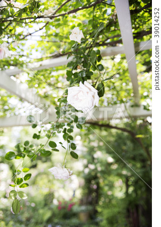 Rose in the garden 39014252