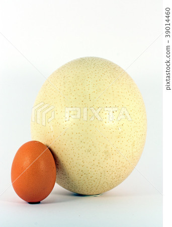 Chicken and ostrich eggs 39014460