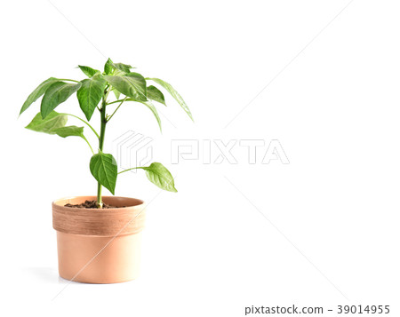 Paprika seedling sprout plant white background Paprika seedling sprout plant white background 39014955