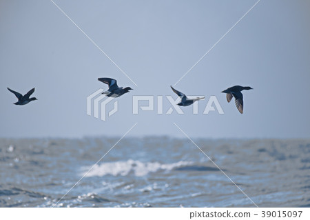 琵琶湖和野生鳥類 琵琶湖和野生鳥類 39015097