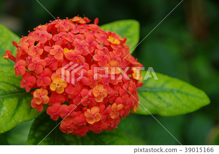 Santanka紅色花 Santanka紅色花 39015166