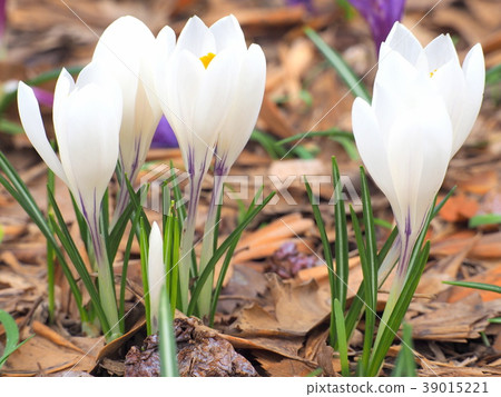 Crocus 39015221
