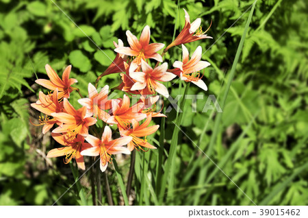 開花在阿甦的花 39015462