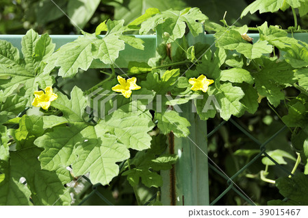 苦瓜黃色花 苦瓜黃色花 39015467