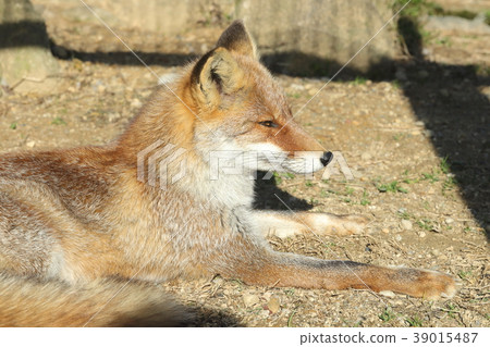 Hondo turtle 39015487