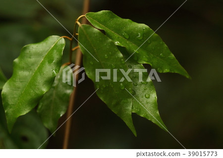 Nature plant Ryukyu Tsurugumi, the long narrow edge rippling leaf is wet in the spring rain of Yamahara Nature plant Ryukyu Tsurugumi, the long narrow edge rippling leaf is wet in the spring rain of Yamahara 39015773