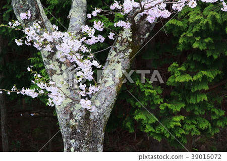 開花在Kaizu Osaki峭壁的老櫻花 開花在Kaizu Osaki峭壁的老櫻花 39016072