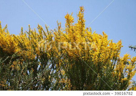 Sankakuba Acacia 39016782