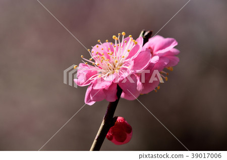 梅花 梅花 39017006