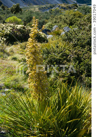 «New Zealand» Horid Spaniad 39017049