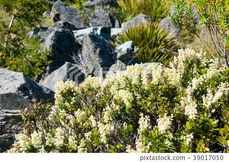 «New Zealand» Mount Cook Mountain Snow Berry «New Zealand» Mount Cook Mountain Snow Berry 39017050