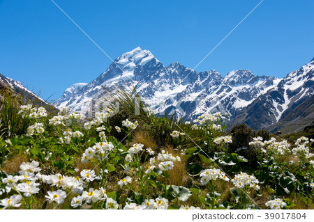 «新西蘭»庫克山庫克百合 39017804