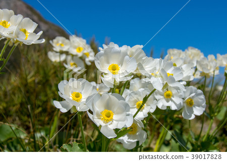 «New Zealand» Mount Cook Mount Cook Lily 39017828