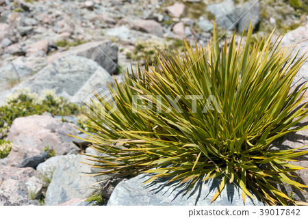 «New Zealand» Horid Spaniad «New Zealand» Horid Spaniad 39017842