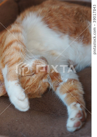Sleeping tea cat 39017843
