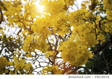 Silver trumpet tree Paraguayan silver trumpet tree 39018016
