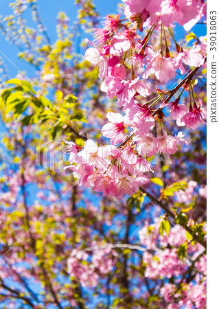 Taiwan, Ulsan, Beihai Farm, Rose Flower, Landscape 39018063
