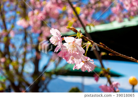 Taiwan, Ulsan, Beihai Farm, Rose Flower, Landscape Taiwan, Ulsan, Beihai Farm, Rose Flower, Landscape 39018065