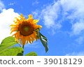 sunflower	 39018129