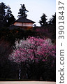 Red and white plum 39018437