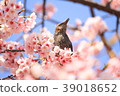 Okono cherry tree 39018652