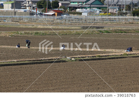Tsukushi收穫 39018763
