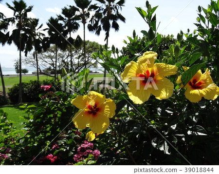 Yellow hibiscus 39018844