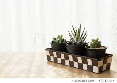 Succulent basket included 39018887