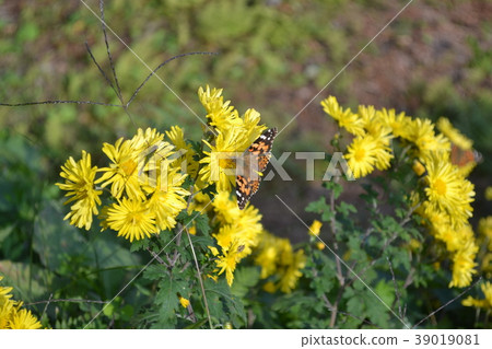 黃色花和蝴蝶和螞蚱 39019081