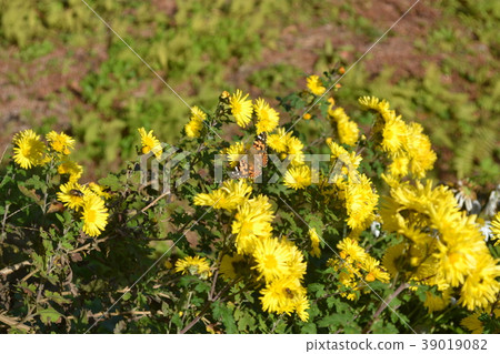 黃色的花朵和蝴蝶 黃色的花朵和蝴蝶 39019082