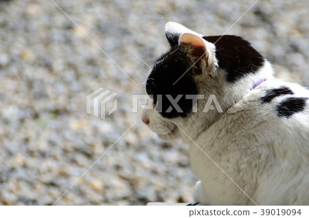 Umemiya Taisha貓 Umemiya Taisha貓 39019094