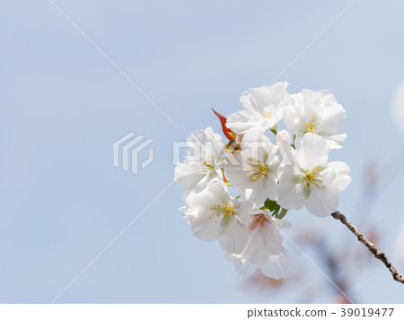 Yamazakura Yamazakura 39019477