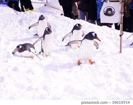 Penguin walk in the snow 39019554