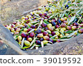 Freshly picked olive 39019592
