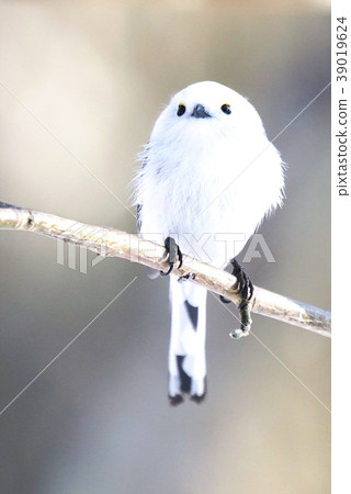 Snow Fairy Shima Enaga 39019624