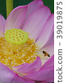 Lotus 39019875