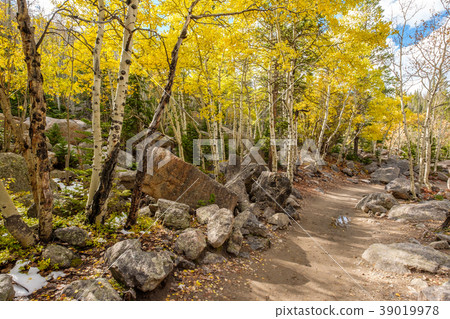 Aspen grove at autumn in Rocky Mountains 39019978