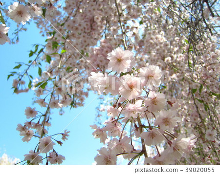 Weeping cherry tree 39020055