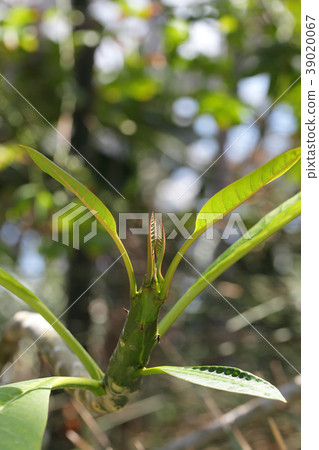 Indode Soke's young leaves and sunbeams 39020067