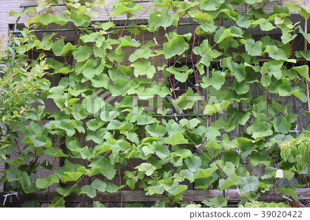 Green Curtain 39020422