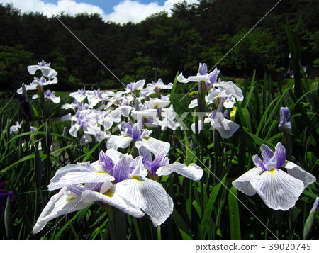 Goshikino Park Ayame garden 39020745